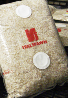 portabello mushroom spawn