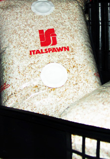 white button mushroom spawn